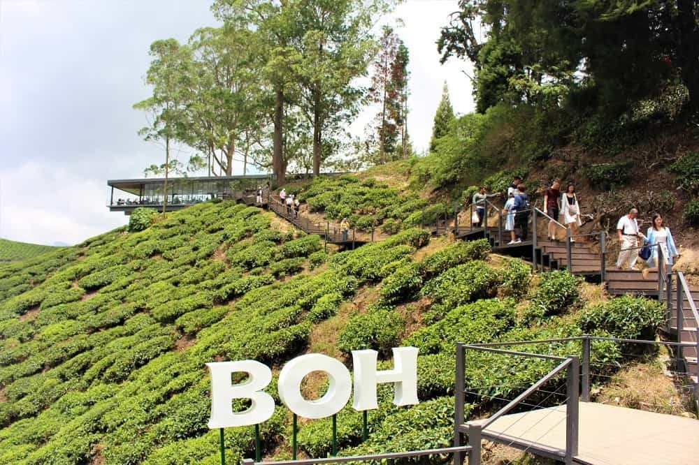 Tempat menarik di cameron highland 2021